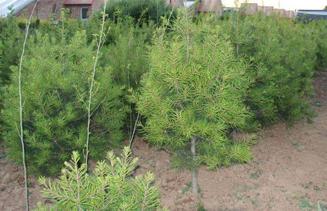 大規(guī)模國(guó)土綠化扮靚美麗中國(guó) 大規(guī)模國(guó)土綠化扮靚美麗中國(guó)