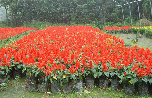 大規(guī)模國(guó)土綠化扮靚美麗中國(guó) 大規(guī)模國(guó)土綠化扮靚美麗中國(guó)