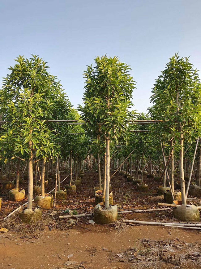 2021年度全國苗木供需分析報告 2021年度全國苗木供需分析報告