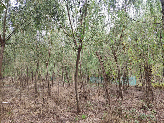 2021年度全國苗木供需分析報告 2021年度全國苗木供需分析報告